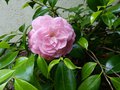 vignette Camellia japonica Cherryll Lynn au 27 05 13