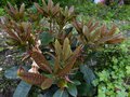 vignette Rhododendron Extraordinaire nouvelles pousses trs colores au 20 05 13