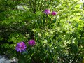 vignette Azaleodendron Sunrise Valley bien parfum au 27 05 13