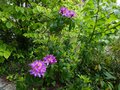 vignette Azaleodendron Sunrise Valley bien parfum autre vue au 27 05 13