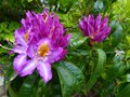 vignette Azaleodendron Sunrise Valley gros plan  bien parfum au 25 05 13
