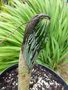 vignette Arisaema taiwanense J. Murata var. taiwanense