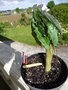 vignette Arisaema taiwanense J. Murata var. taiwanense