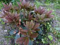 vignette Rhododendron Extraordinaire nouvelles pousses au 20 05 13