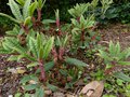 vignette Rhododendron Glischroides aux poils rouges au 20 05 13