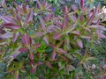 vignette Rhododendron Augustinii Electra au magnifique feuillage au 20 05 13