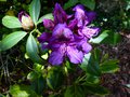 vignette Rhododendron Purple splendour autre gros plan au 20 05 13