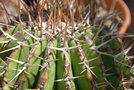 vignette Echinocactus platyacanthus