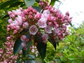 vignette Kalmia Latifolia gros plan d'un bouquet en train d'clore autre vue au 31 05 13