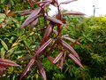 vignette Rhododendron Lutescens gros plan du feuillage color au 31 05 13