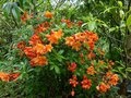 vignette Rhododendron Glowing Embers trs color et parfum au 31 05 13