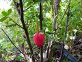vignette Crinodendron Hookerianum au 01 06 13