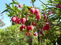 vignette crinodendron hookerianum