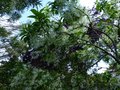 vignette Chionanthus Virginicus arbre à neige au parfum très frais au 31 05 13
