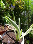 vignette Agapanthus variegata