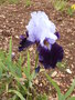 vignette iris violet 'Tempting Fate'