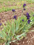 vignette iris violet 'Violette Toulousaine'