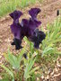 vignette iris violet 'Violette Toulousaine'