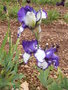 vignette iris blanc et violet 'Rare Quality'