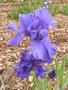 vignette iris bleu 'Special Feature'