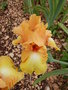 vignette Iris orange