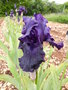vignette Iris violet 'Darkside'
