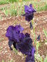 vignette Iris violet 'Draco'