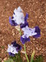 vignette Iris blanc et violet 'Mystic lover'