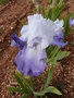 vignette iris bleu et blanc 'Northwest Pride'