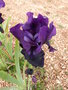 vignette Iris violet-noir 'Midnight Caller'