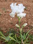 vignette Iris uni blanc 'Laced Cotton'