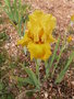 vignette Iris jaune 'Gold Country'