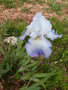 vignette Iris blanc avec des nuances de bleu