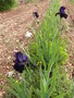 vignette Iris noir-violet 'Interpol'