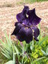 vignette Iris noir-violet 'Interpol'