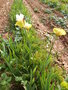 vignette Iris blanc et jaune 'Echo de France'