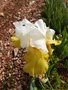 vignette Iris blanc et jaune 'Echo de France'