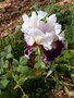 vignette Iris blanc et prune 'Calypso Mood'