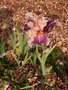 vignette Iris rose et prune 'Carnaby'