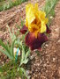 vignette Iris jaune et rouge 'Fiesta Time'