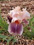 vignette Iris abricot et lilas 'Celebration Song'
