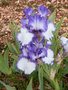 vignette Iris blanc et bleu 