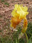 vignette Iris jaune deux tons 'Love the Sun'