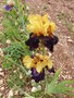vignette Iris jaune et violet-noir