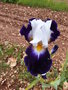 vignette Iris bicolore 'Noctambule'