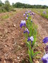 vignette Iris bleu et blanc 'Proud Tradition'