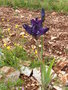 vignette Iris violet 'Gnu Flash'