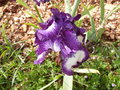 vignette Iris violet 'Going my way'