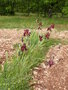vignette iris rouge-bordeaux