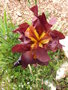 vignette Iris rouge-Bordeaux